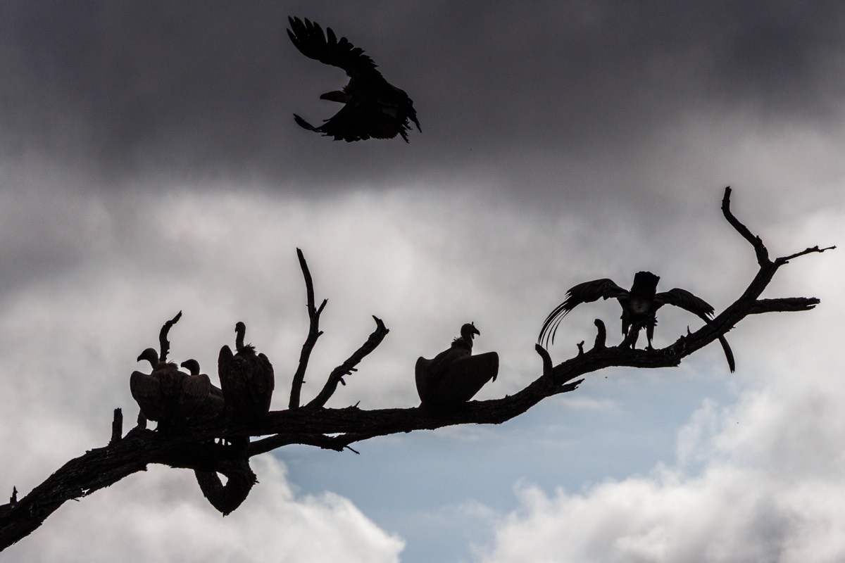 Shady vultures (work in insurance?)
