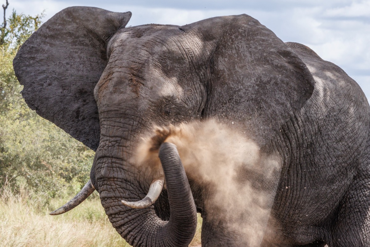 Elephant taking a sand bath