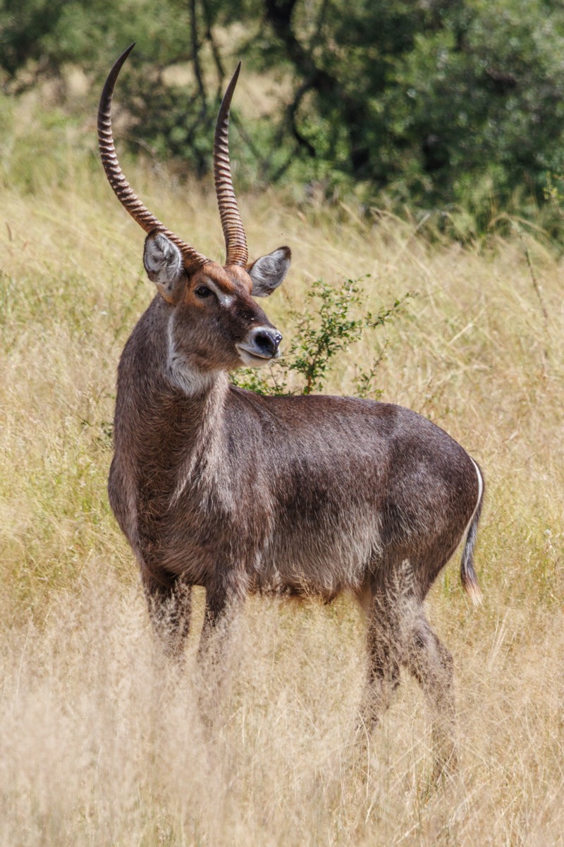 Male Waterbuck