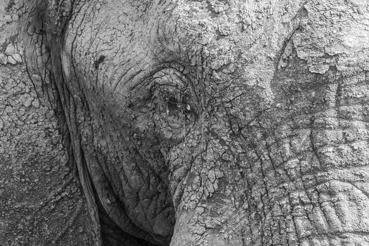 Flaky Elephant