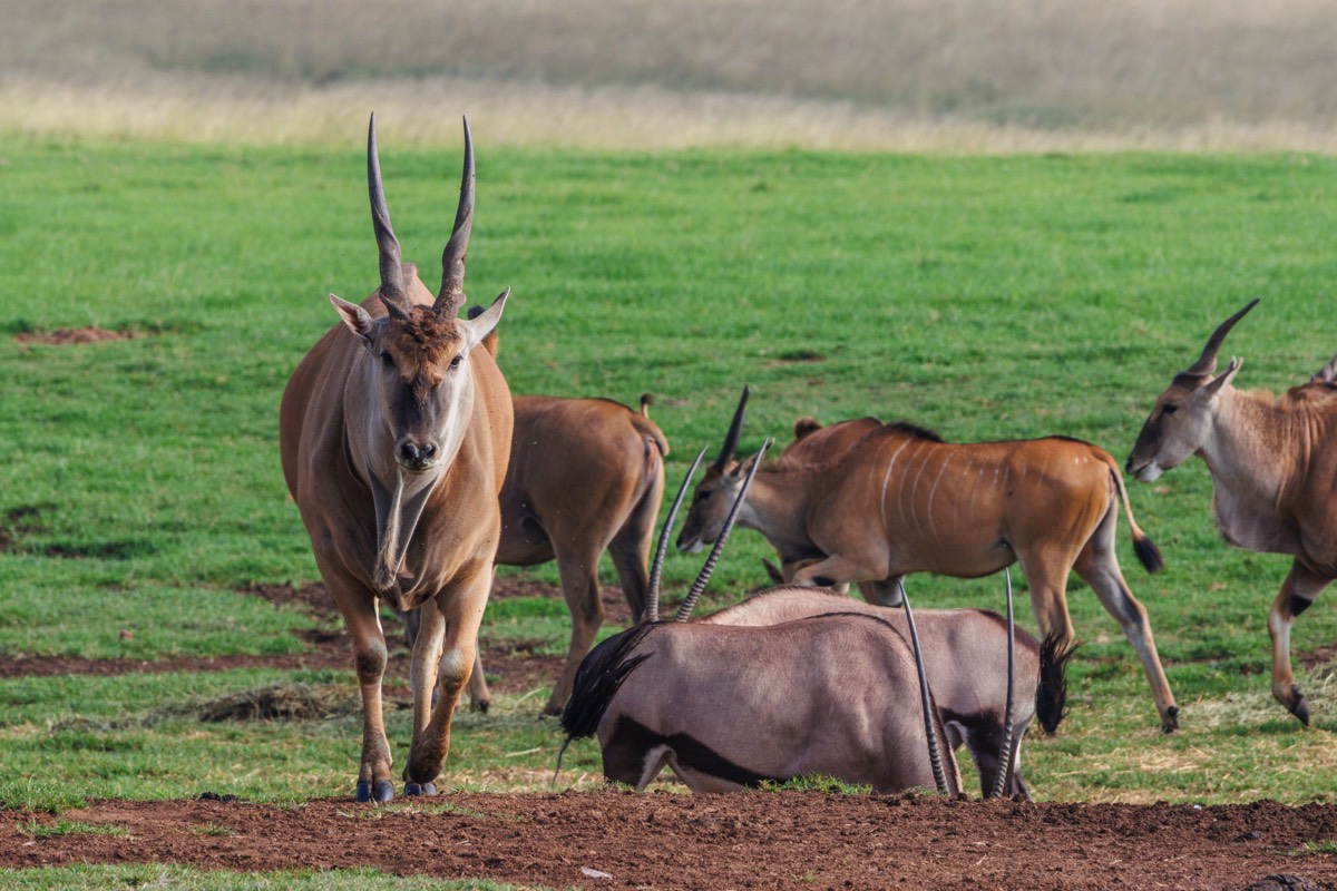 Common eland and Oryx