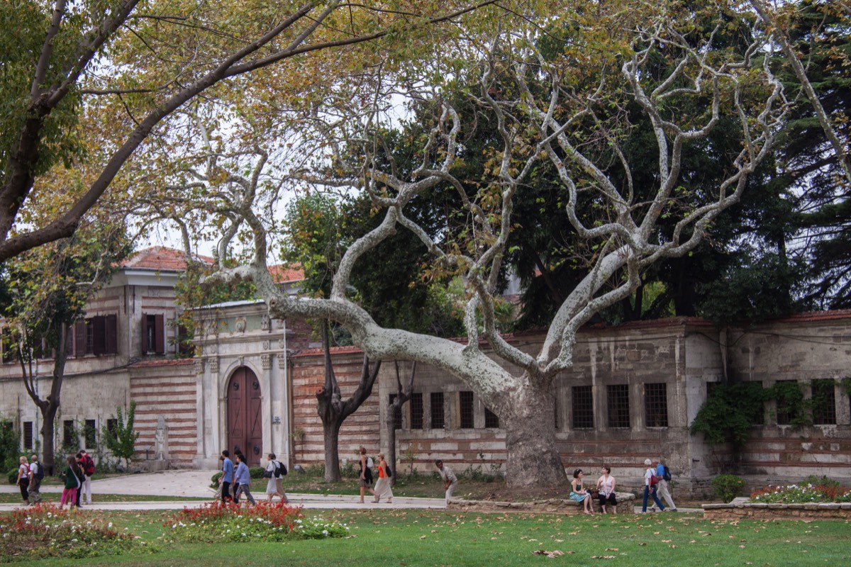 Istanbul - Topkapi palace - a not so plain Plane tree