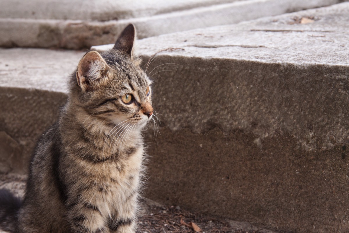 Istanbul - Cats are everywhere