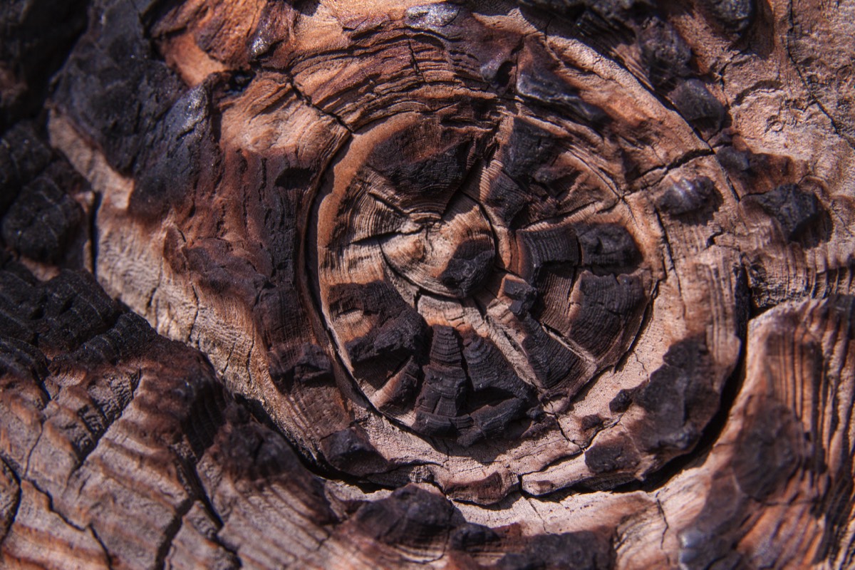 Burnt wood at the Madison River Overlook