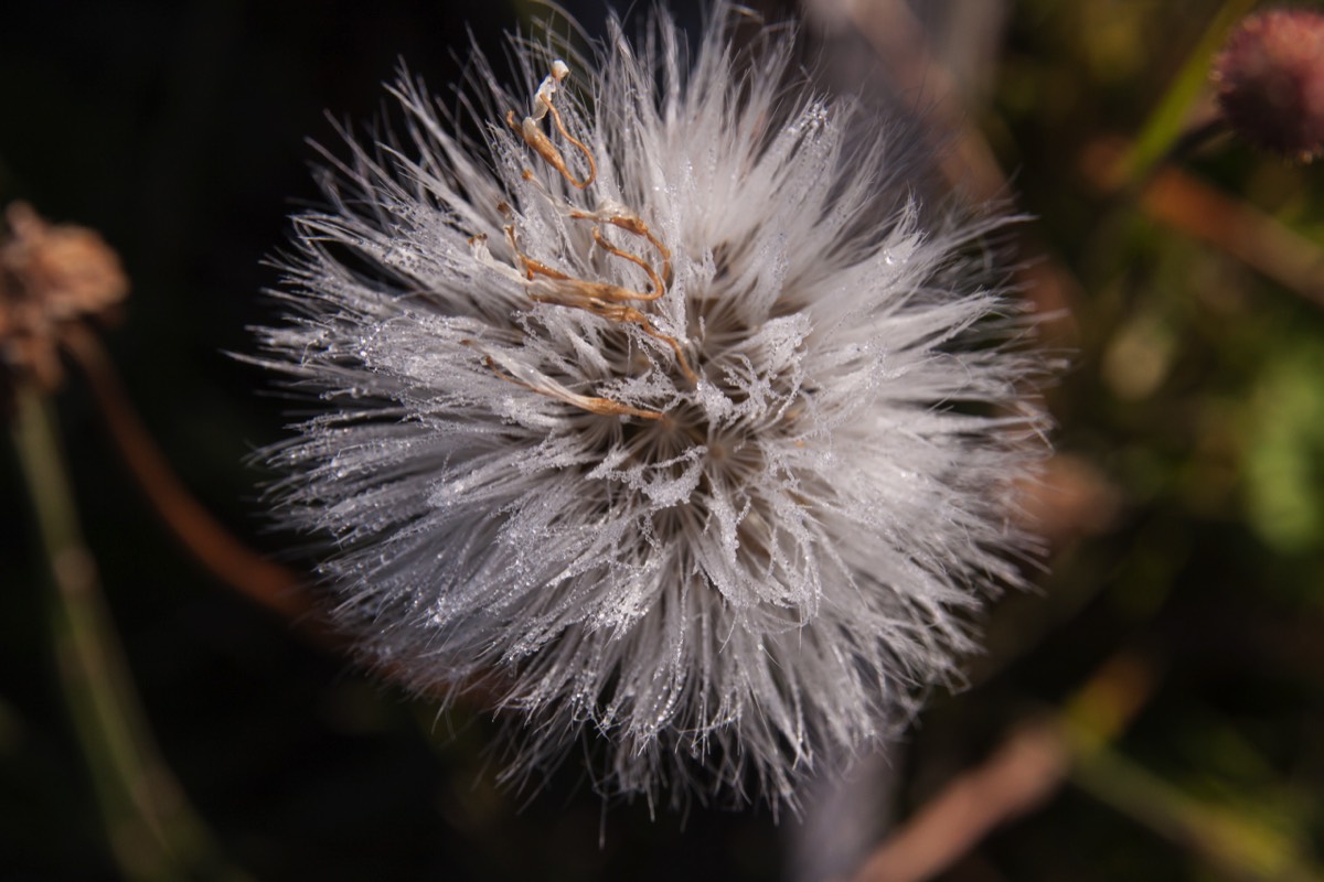 Another fluffy remnant of a flower