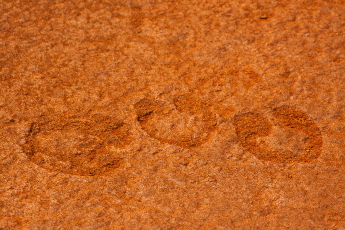 Midway Geyser Basin - bison (?) presence evidence