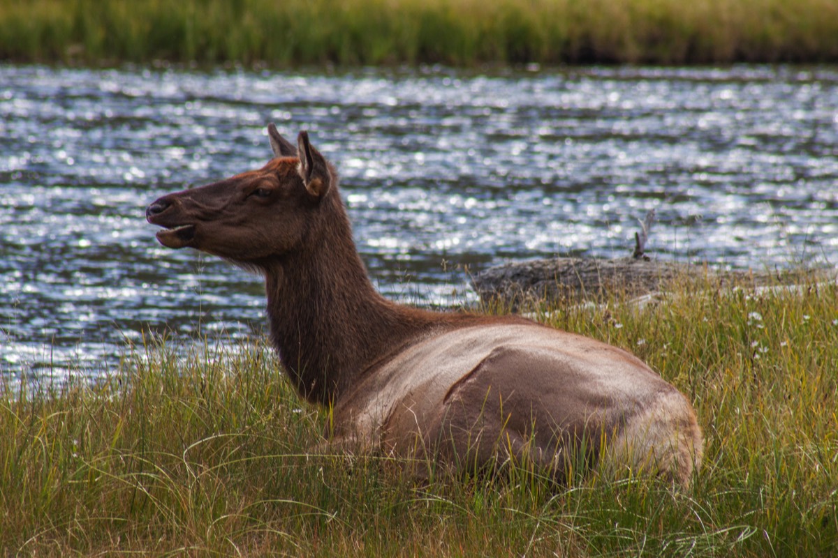Deer resting near the Madison river