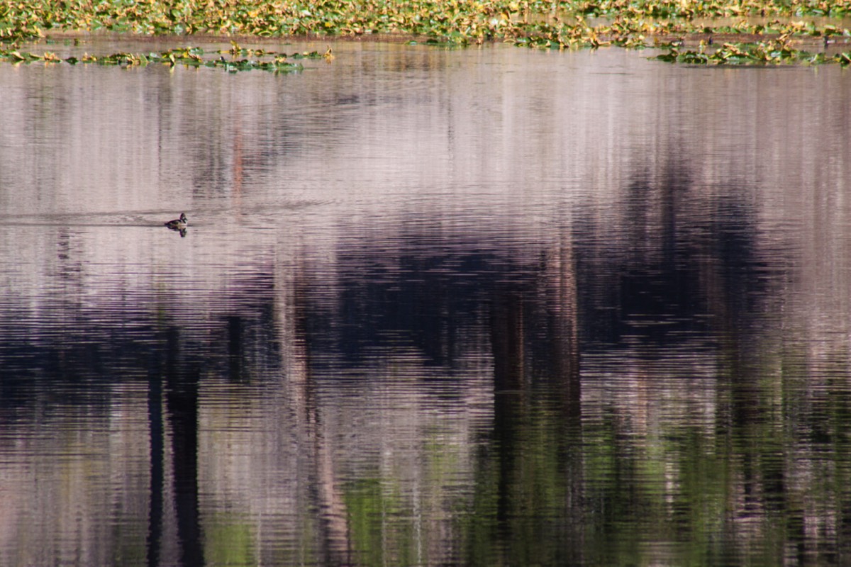 Reflections on Harlequin Lake