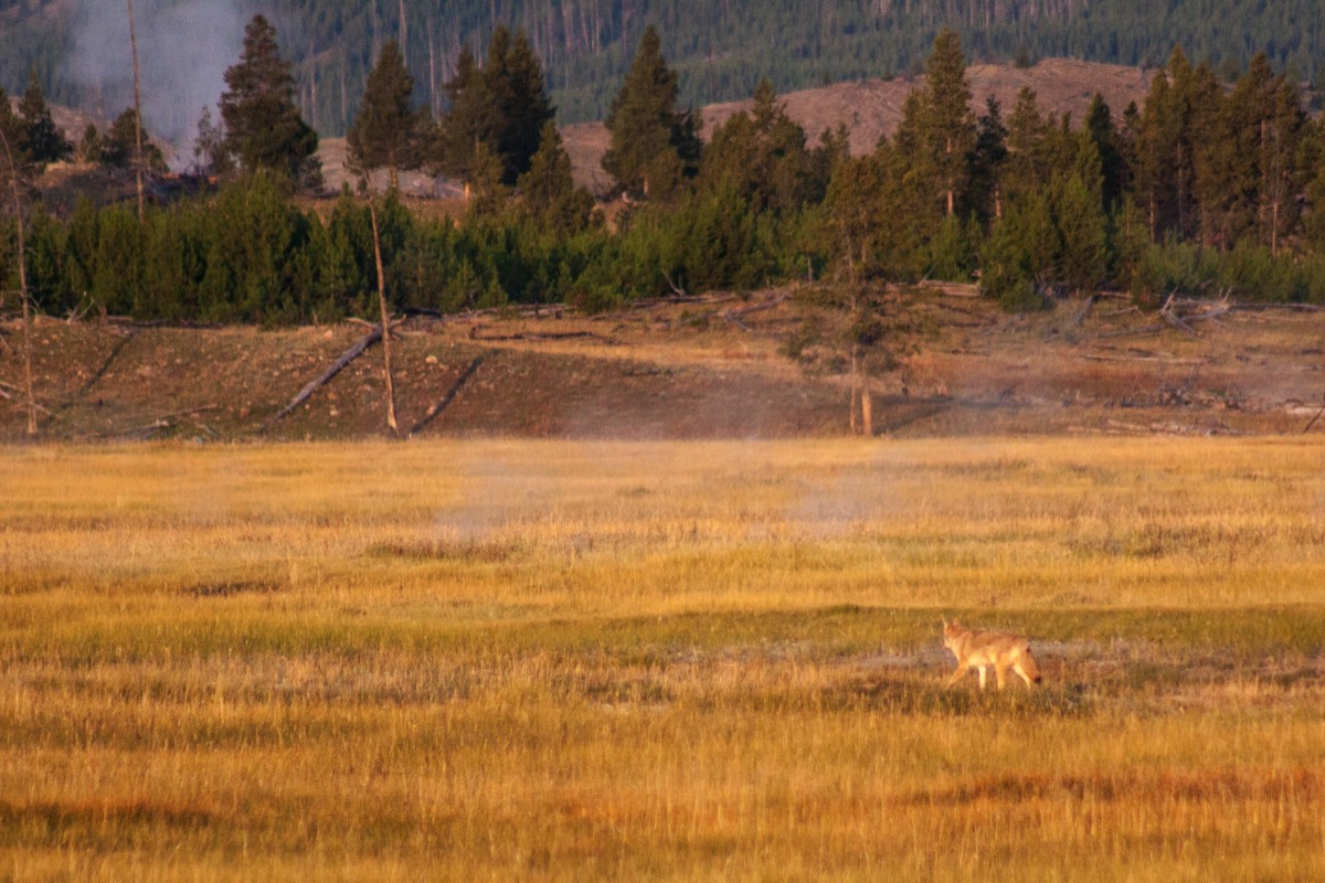 Coyote in the plains near Firehole River
