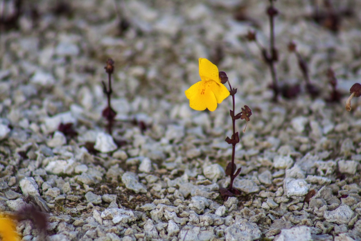 Small yellow flower in YellowStone