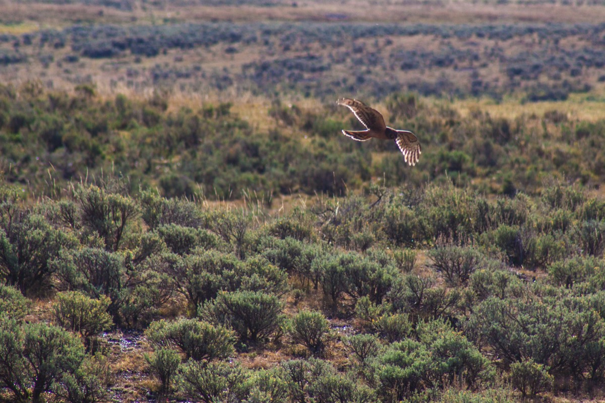 Falcon in the Hayden Valley