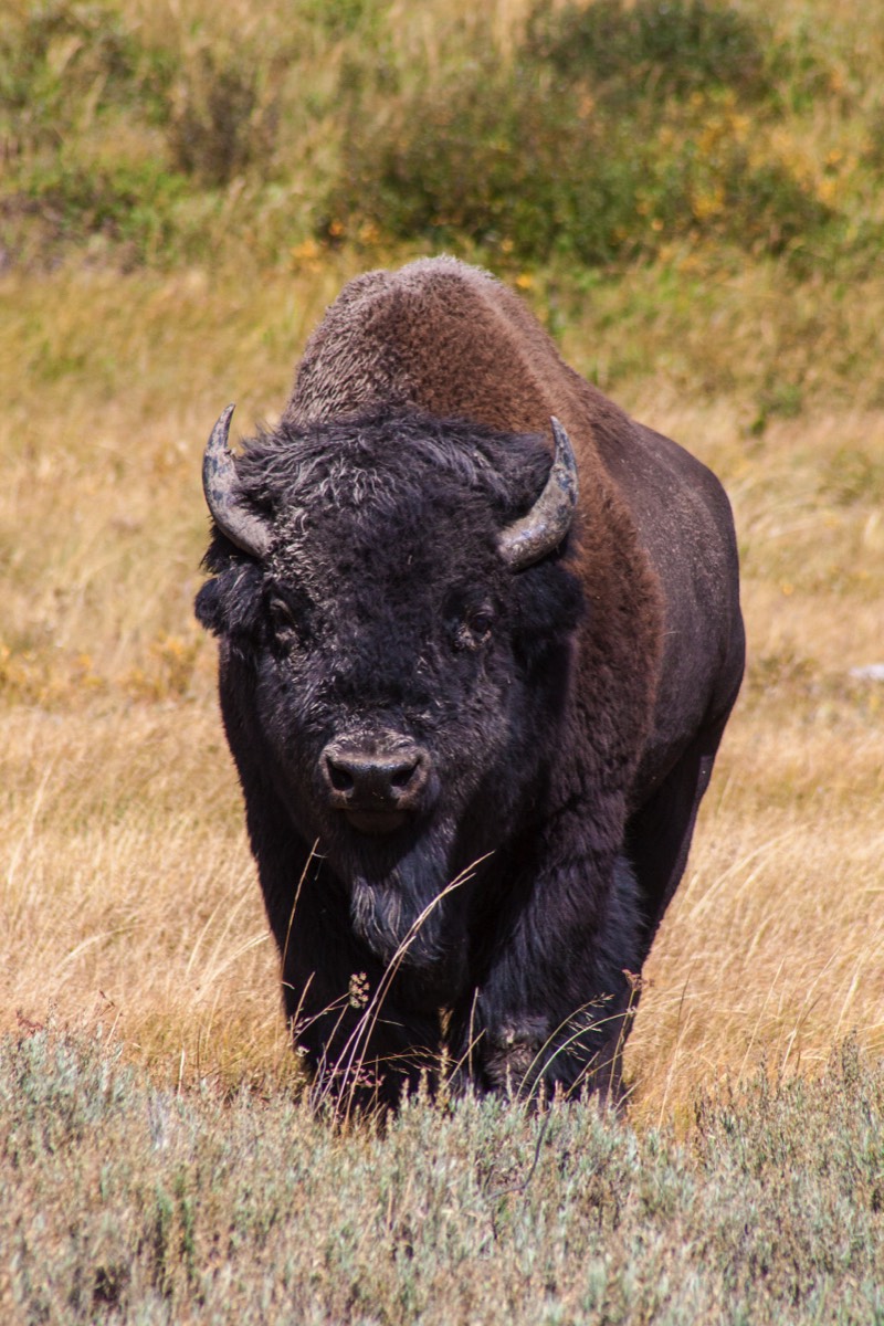 Juvenile bison
