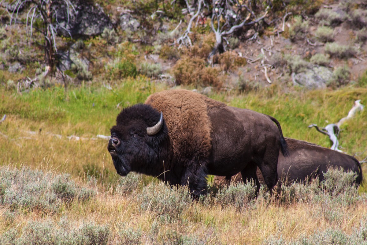 Sniffing bison in the Hayden Valley