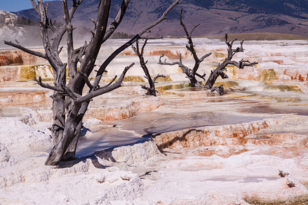 Buried trees at Mammoth Hot Springs
