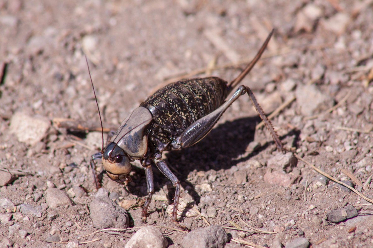 Grasshopper with ovipositor at Beaver Ponds Loop Trail