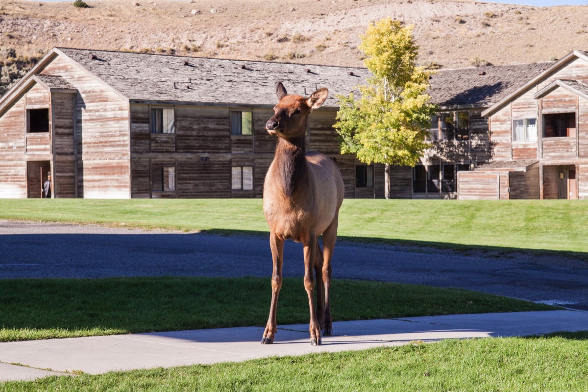 Deer in the middle of Mammoth Hot Springs
