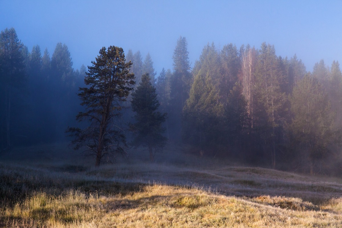 Another morning mist near the Yellowstone River