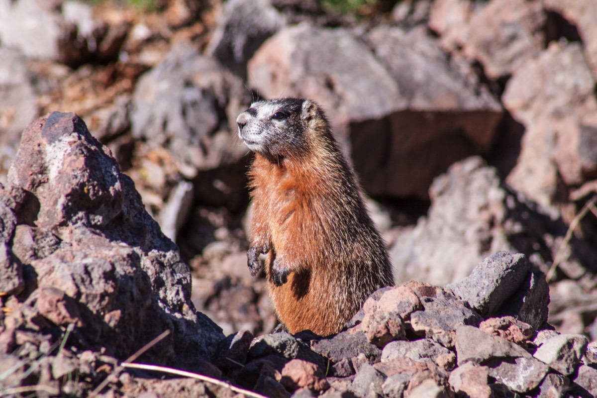 Marmot on Mount Washburn