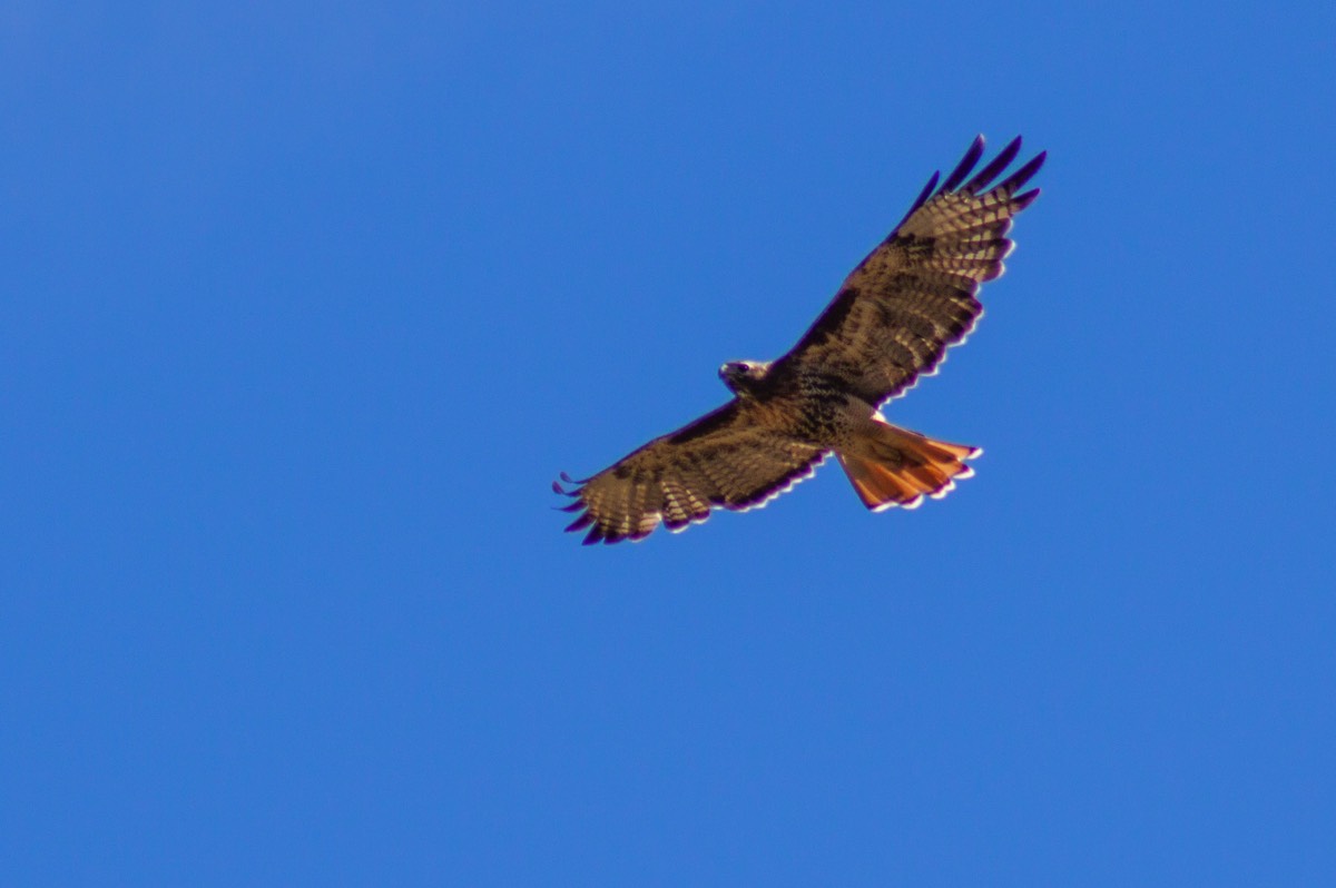 Red-tailed hawk (?)