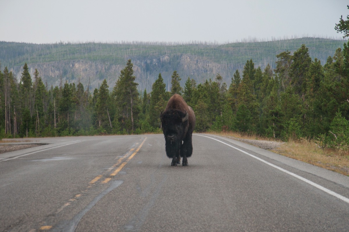 Bison in 70s pants blocking our path to Old Faithful