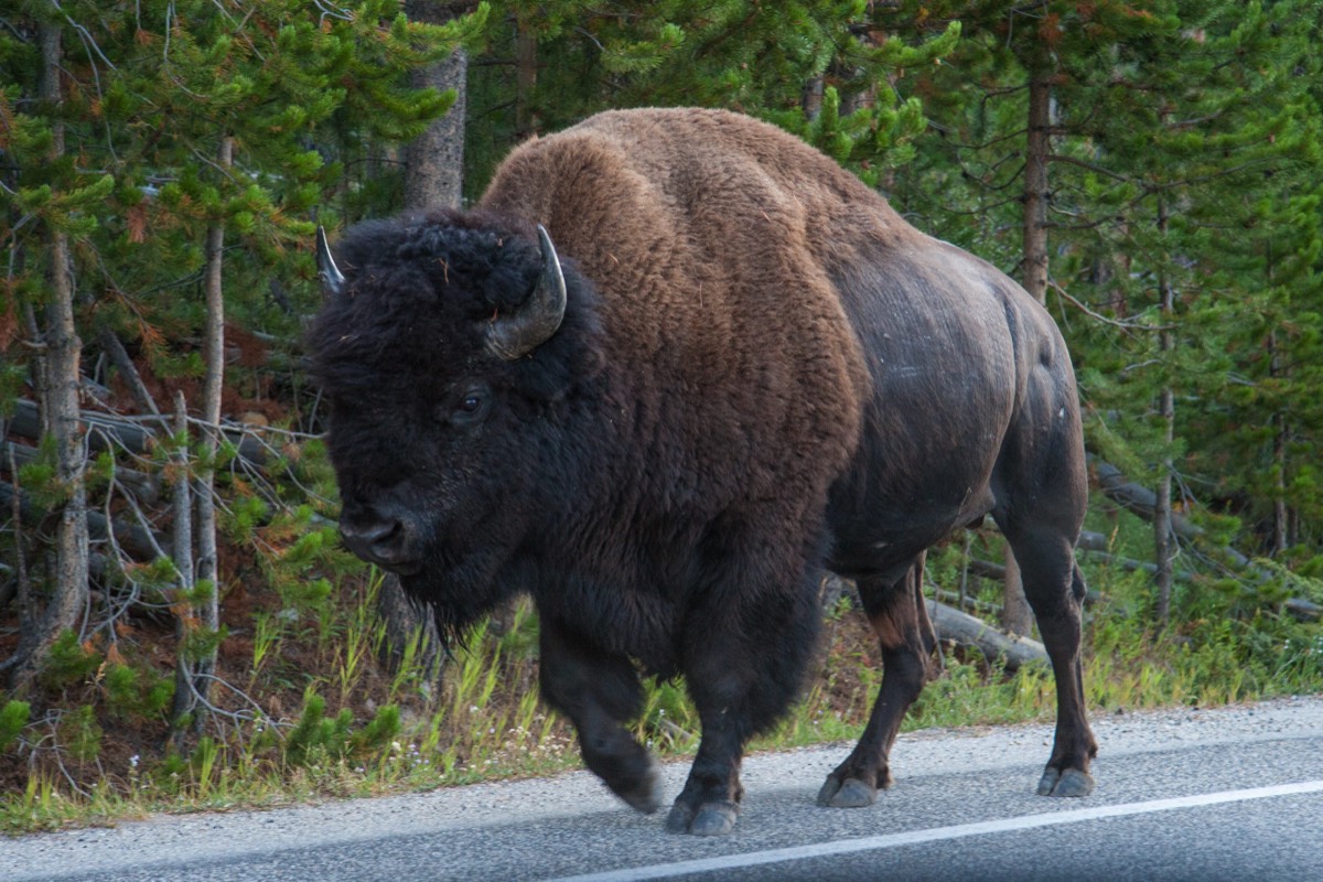 Another bison on the road