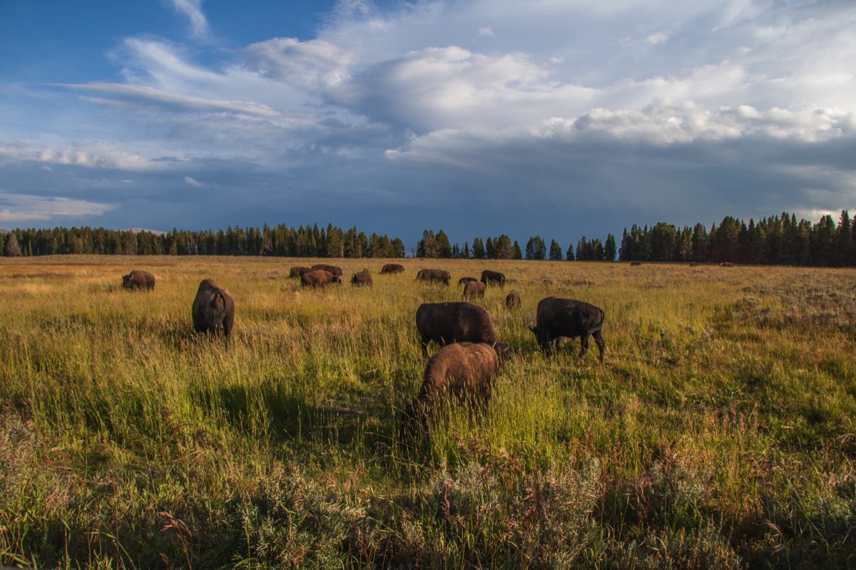 Bison grazing in the afternoon sun