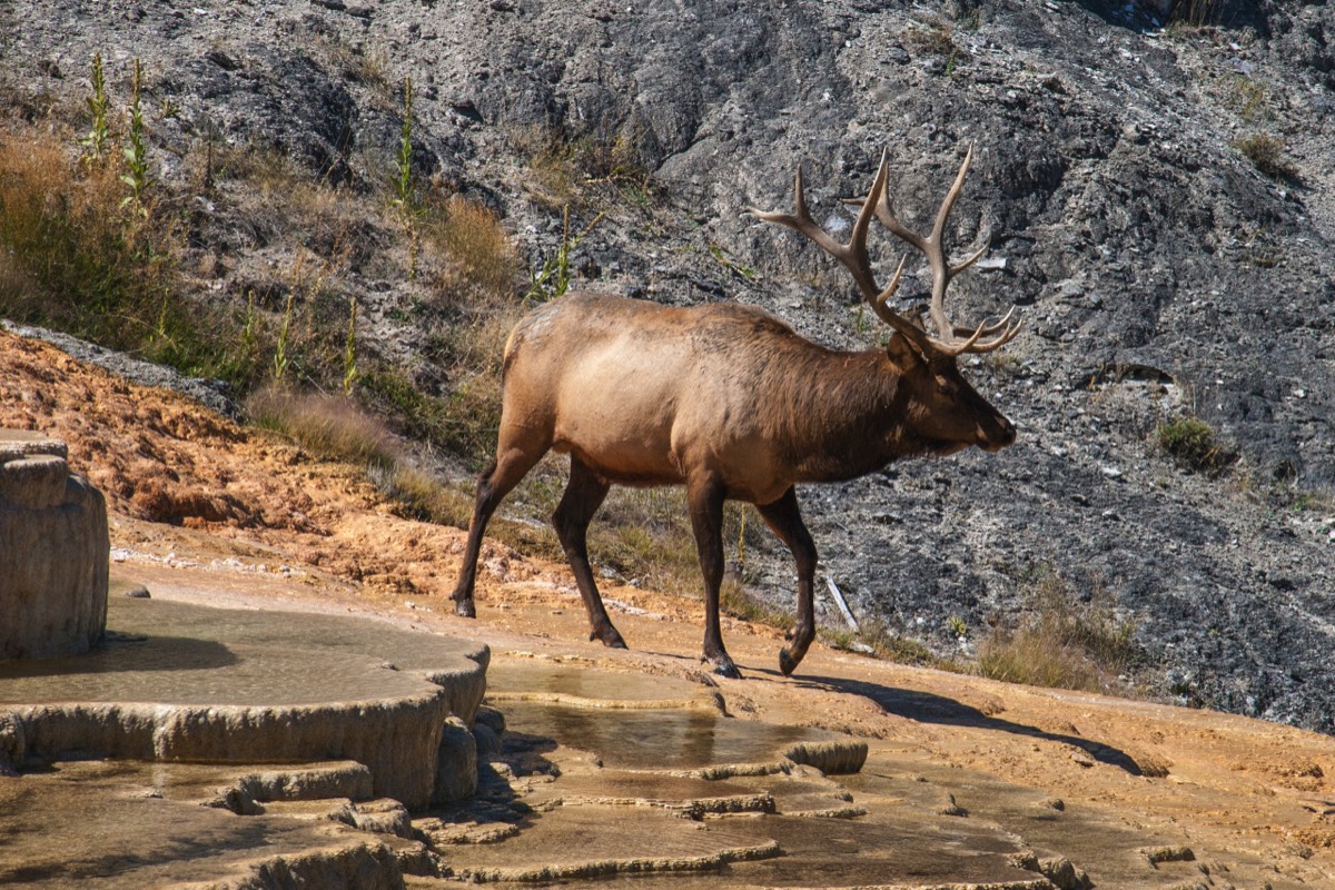 Elk/Wapiti deer at Mammoth Hot Springs
