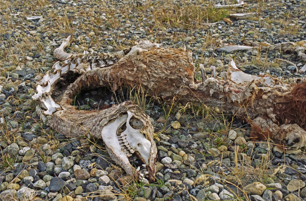 (Remains of) a guanaco