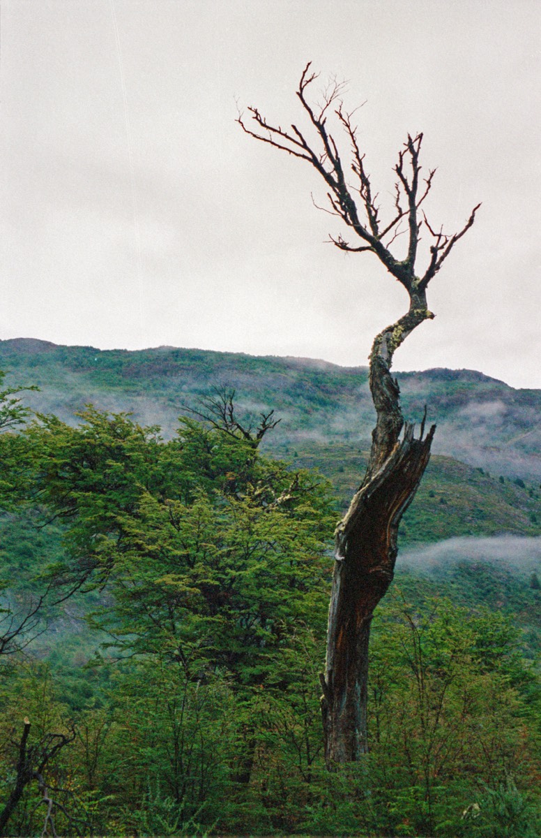 Tree remnant