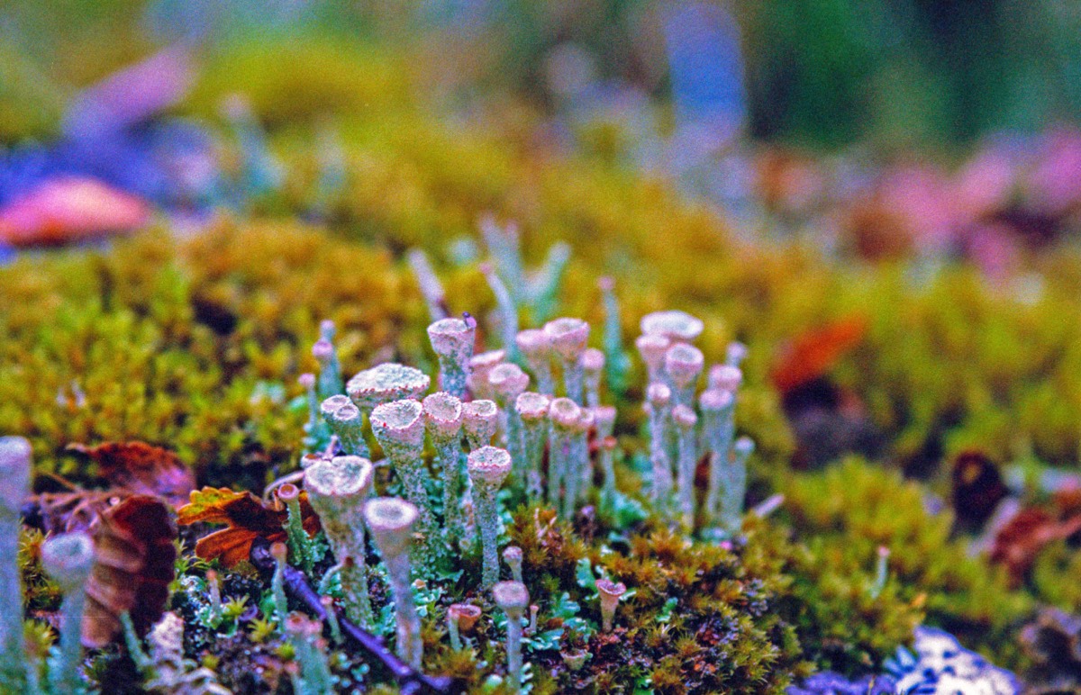 Interesting mosses wherever you walk