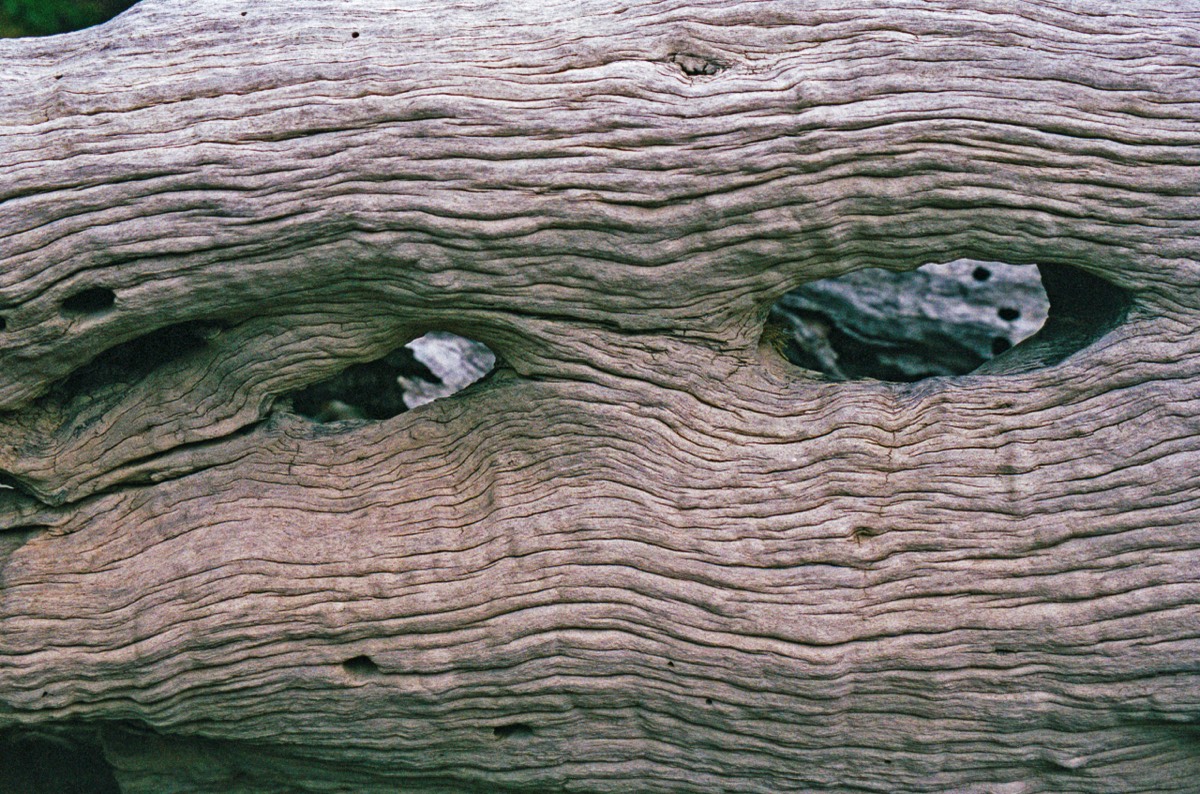 Tortured wood