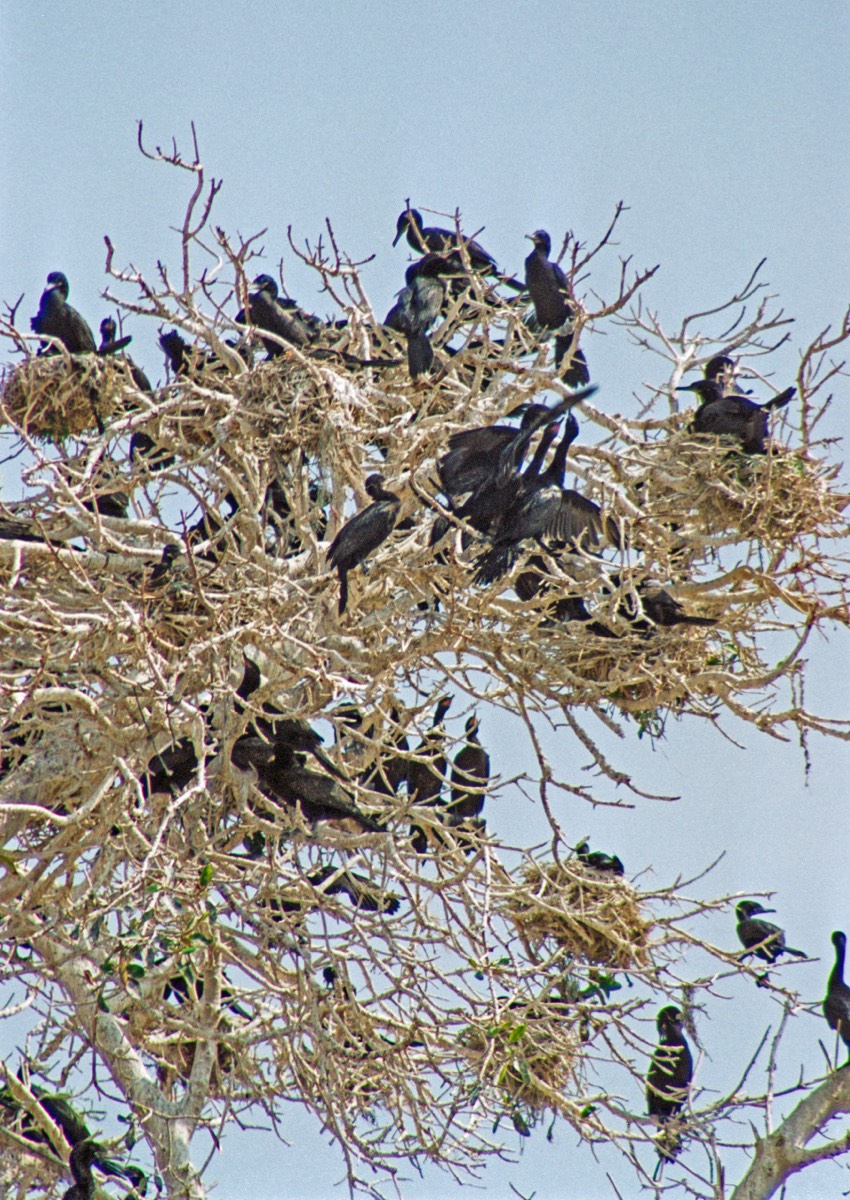 Yeco (black cormorants) in guano covered tree