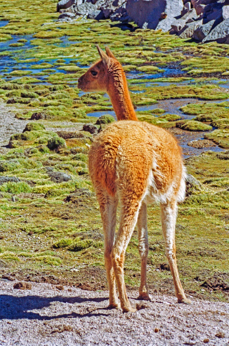 Vicuña almost posing for the camera