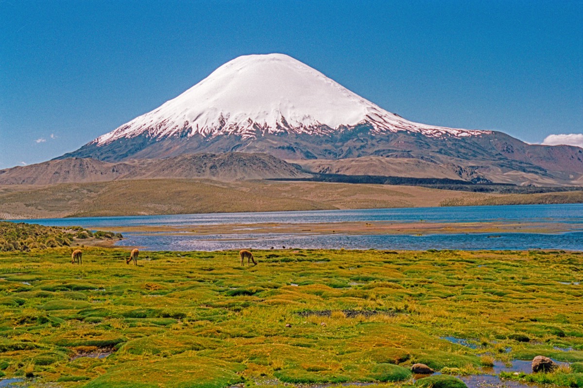 Parinacota landscape (+4500m alt)