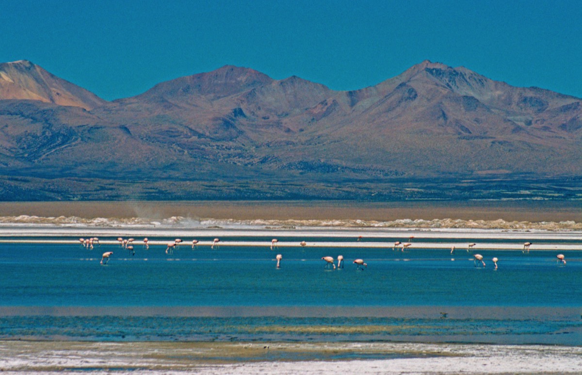 Flamingoes in the Salar de Surire, a salt lake