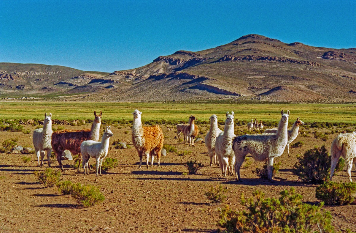 llamas admiring the view (us)