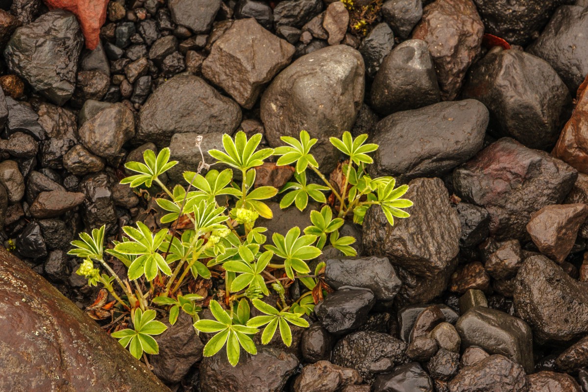 Vivid green growth if the background is dark