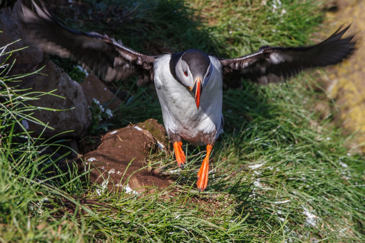 Puffin Landing