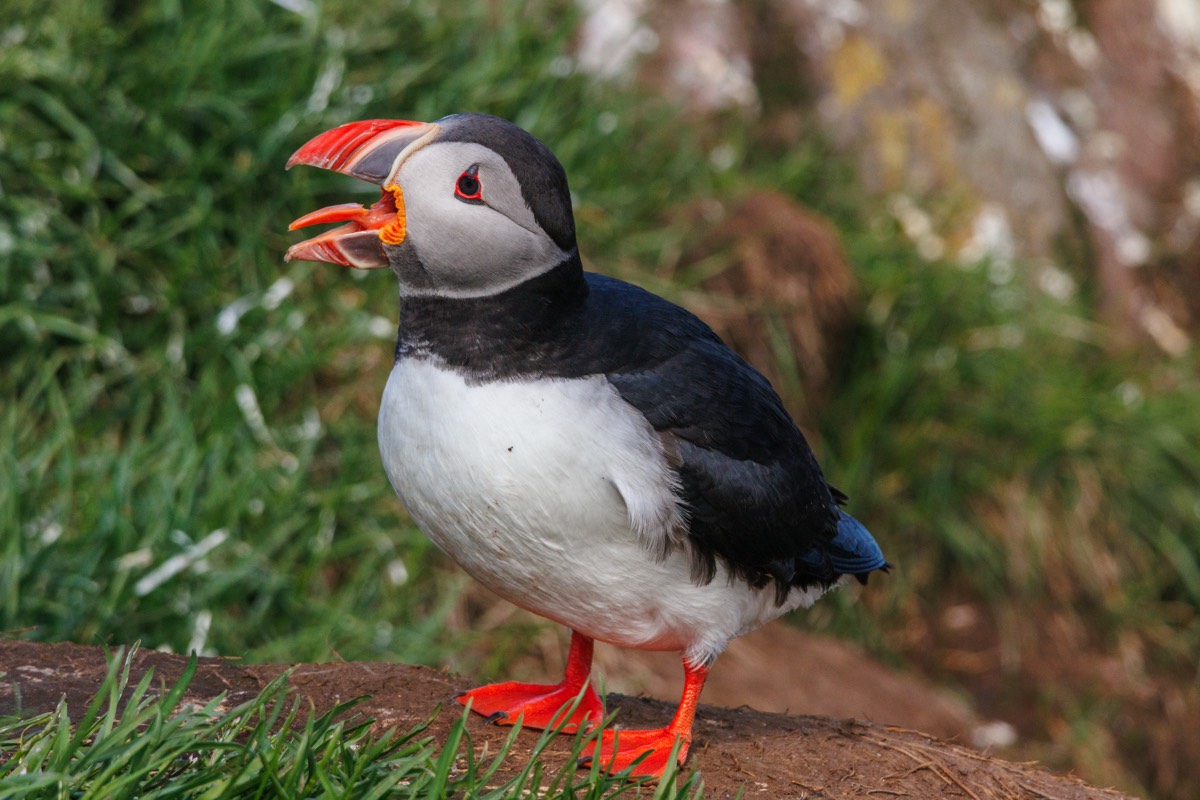 Puffin Talk