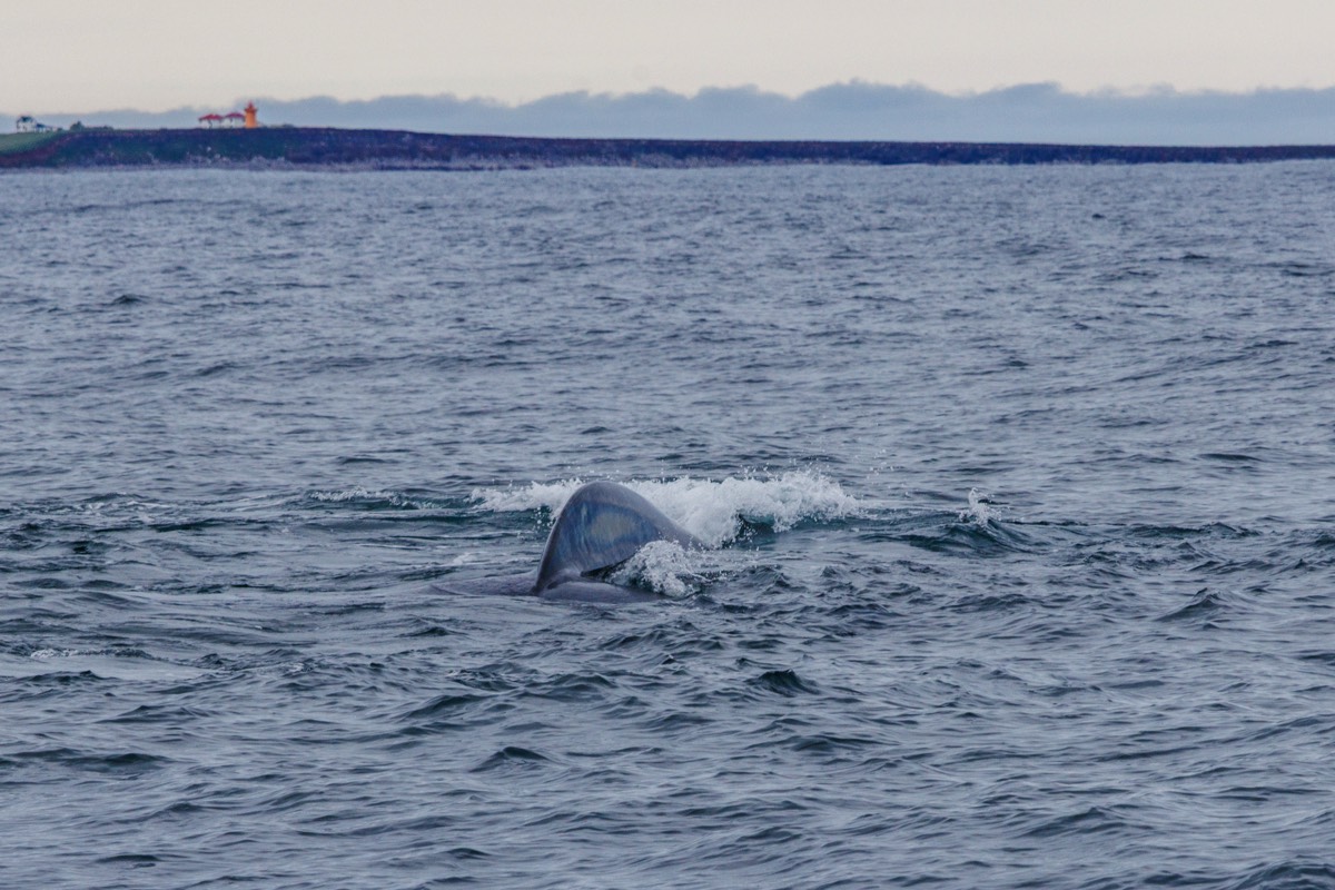 Husavik - Blue whale diving