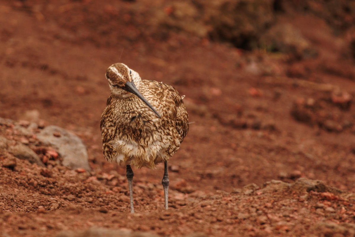 Eurasian whimbrel (regenwulp) - how apt, it was raining