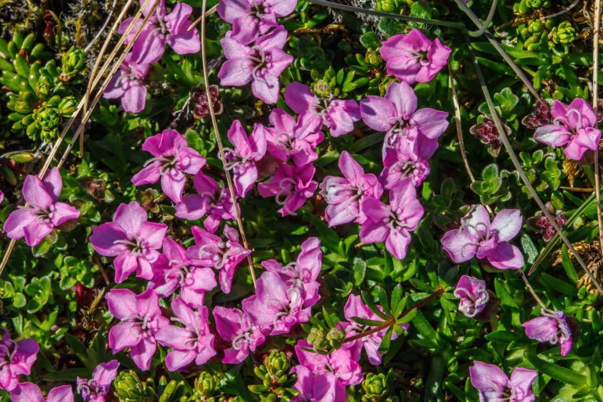 Small but ubiquitous blooms