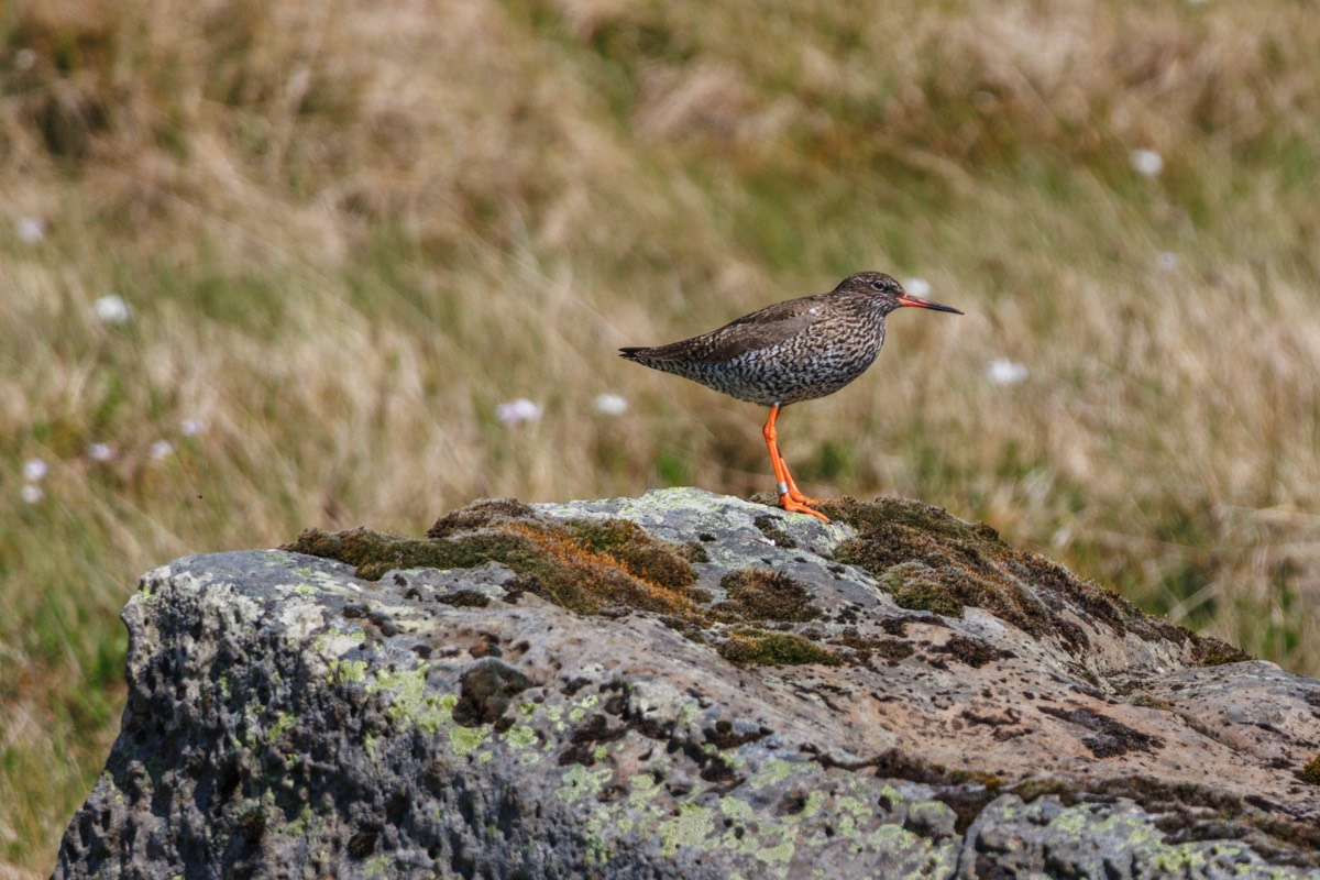 Common Redshank - Tureluur