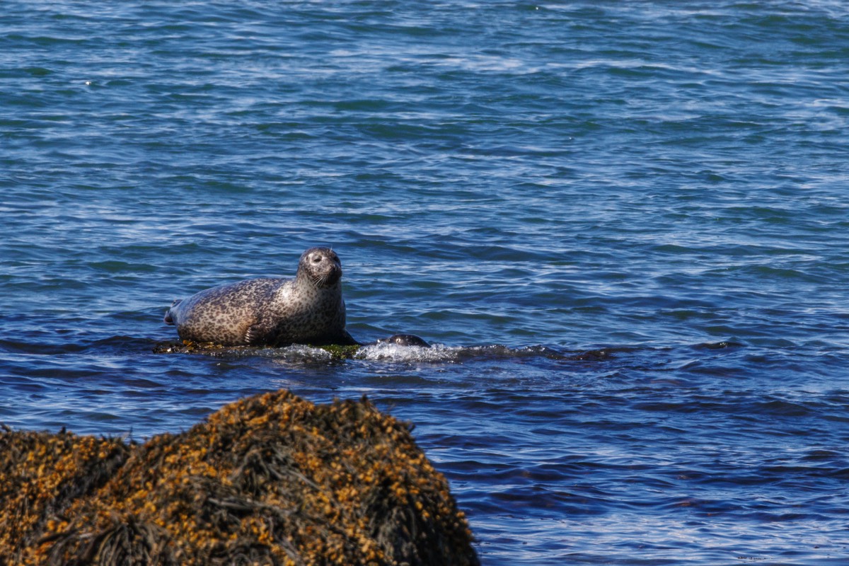 Ytri Tunga beach, Snæfellsnes : Harbour seal