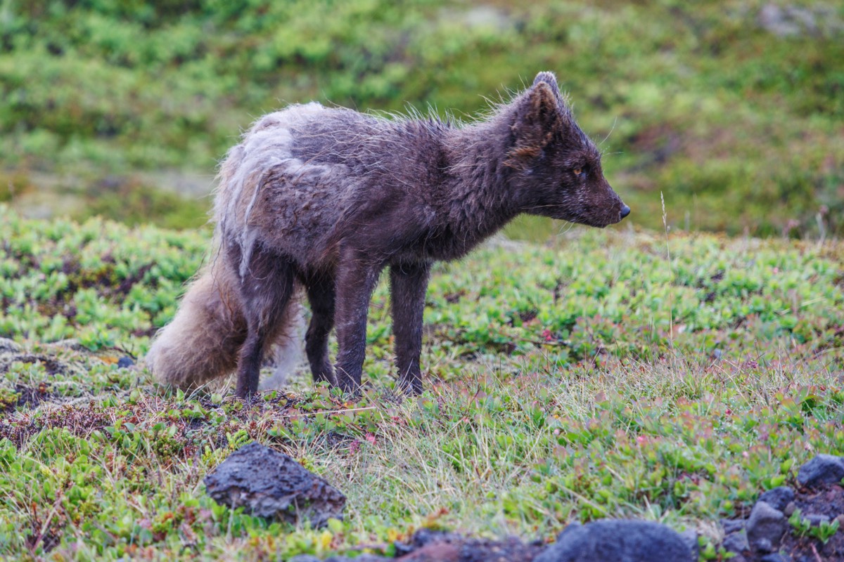 Arctic fox
