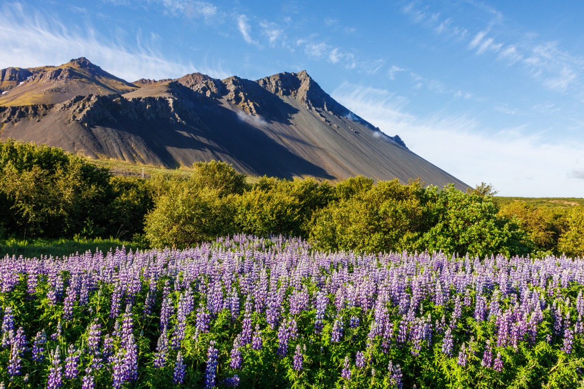 Nootka lupines are everywhere