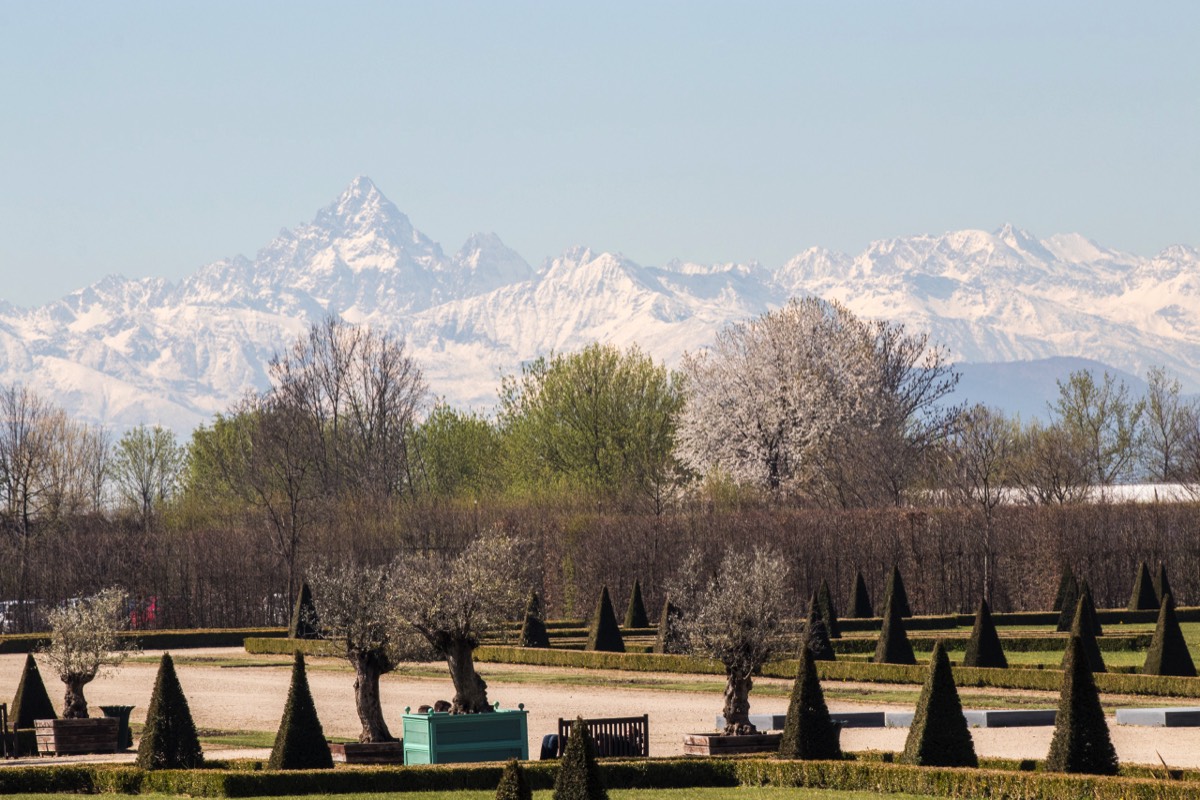 Wintry garden with the snow capped Alps