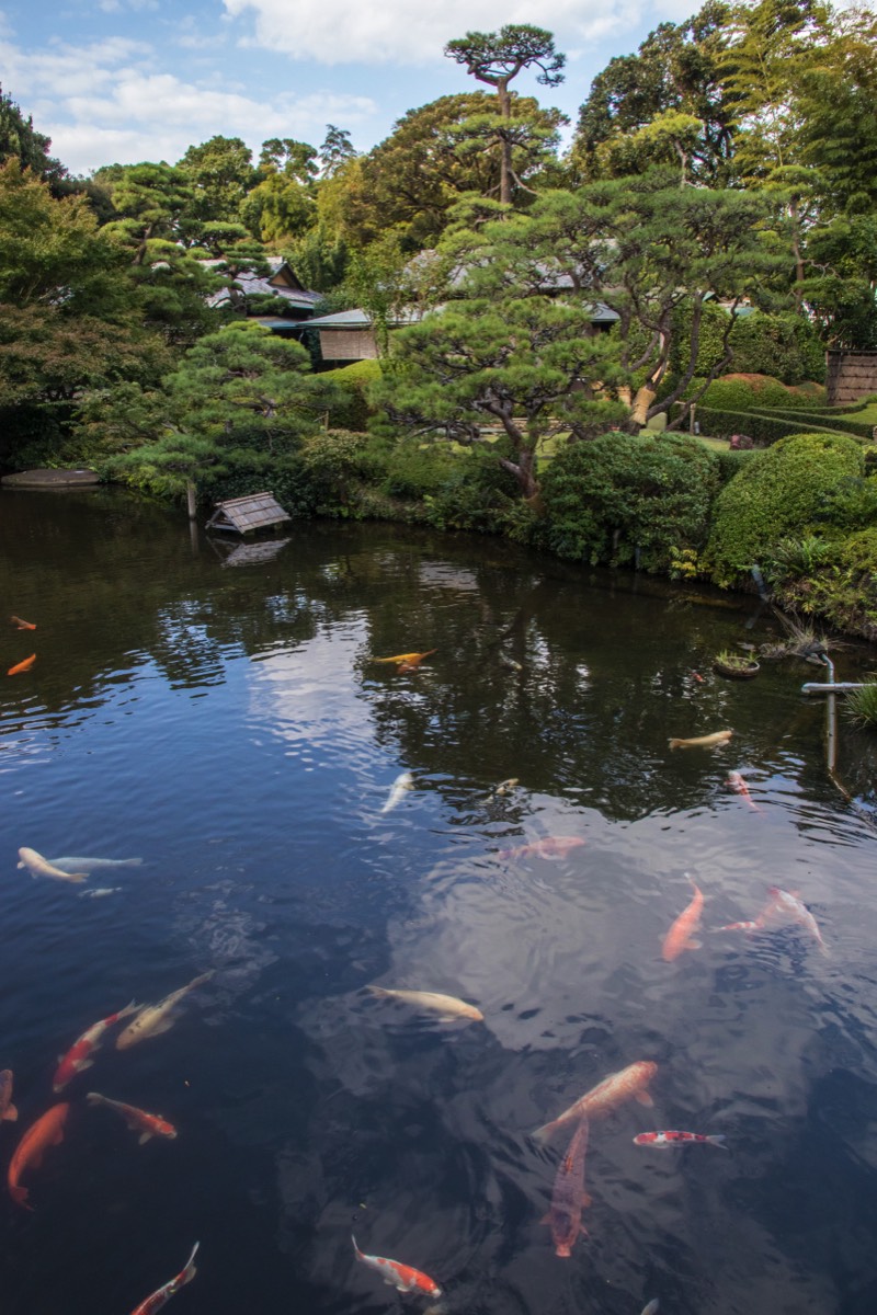 Garden with koi-filled pond