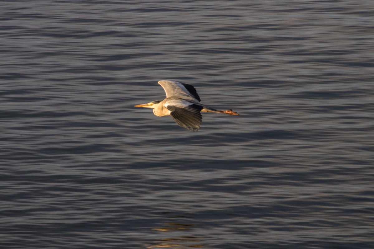 A heron flies over the lake