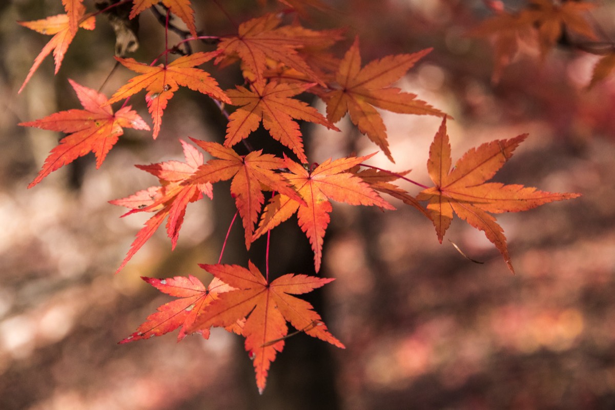 Beautiful maple autumn colours 